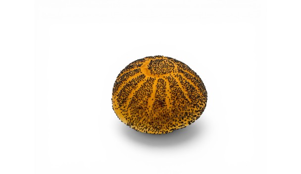 WIT BOLLETJE tarwebroodje met maanzaad